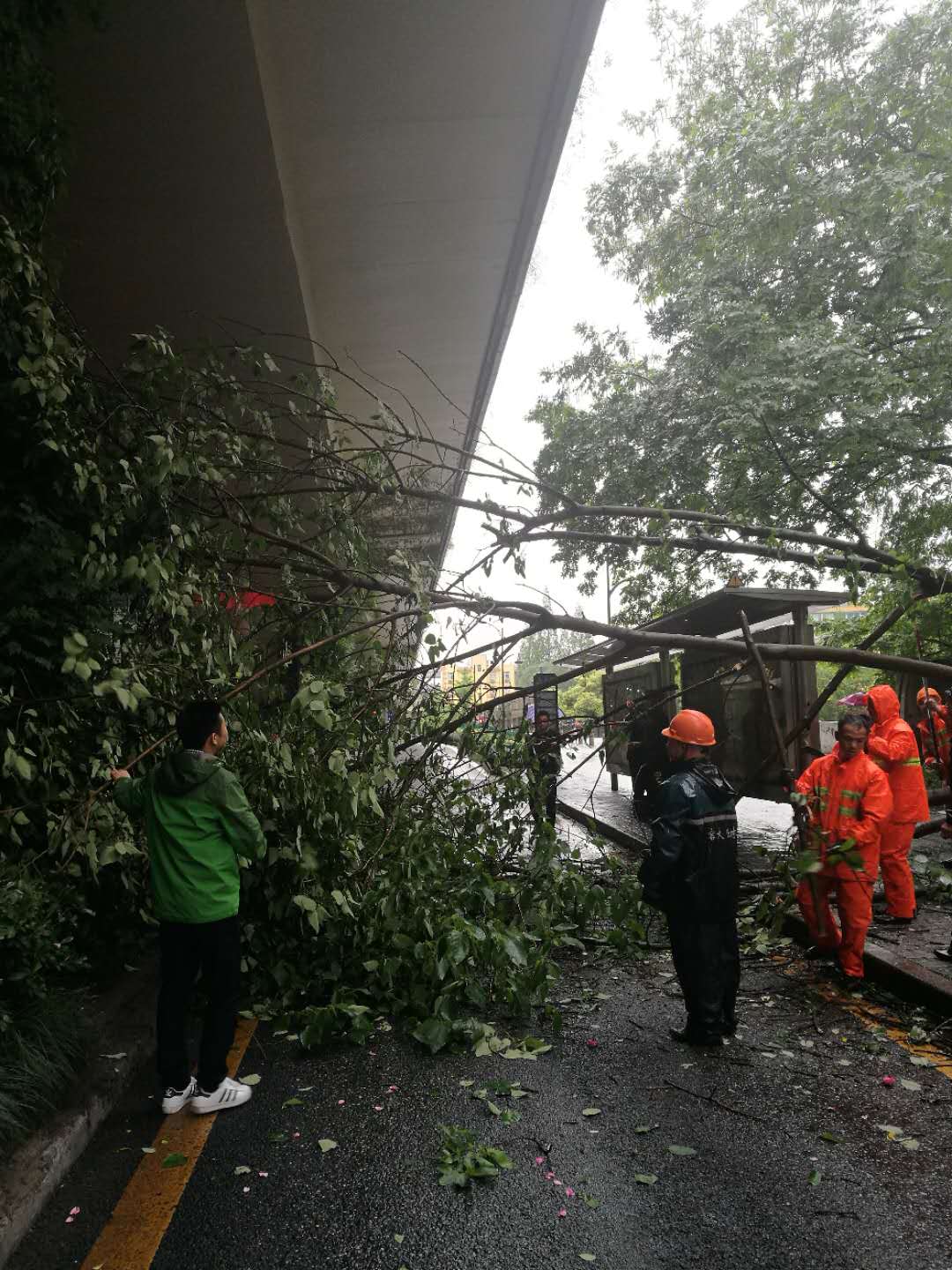 風(fēng)雨中，黨員協(xié)助處理倒伏樹木.jpg