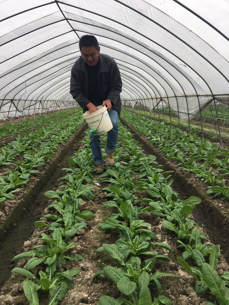 14朱良忠正在種植萵苣的大棚內(nèi)施肥.JPG