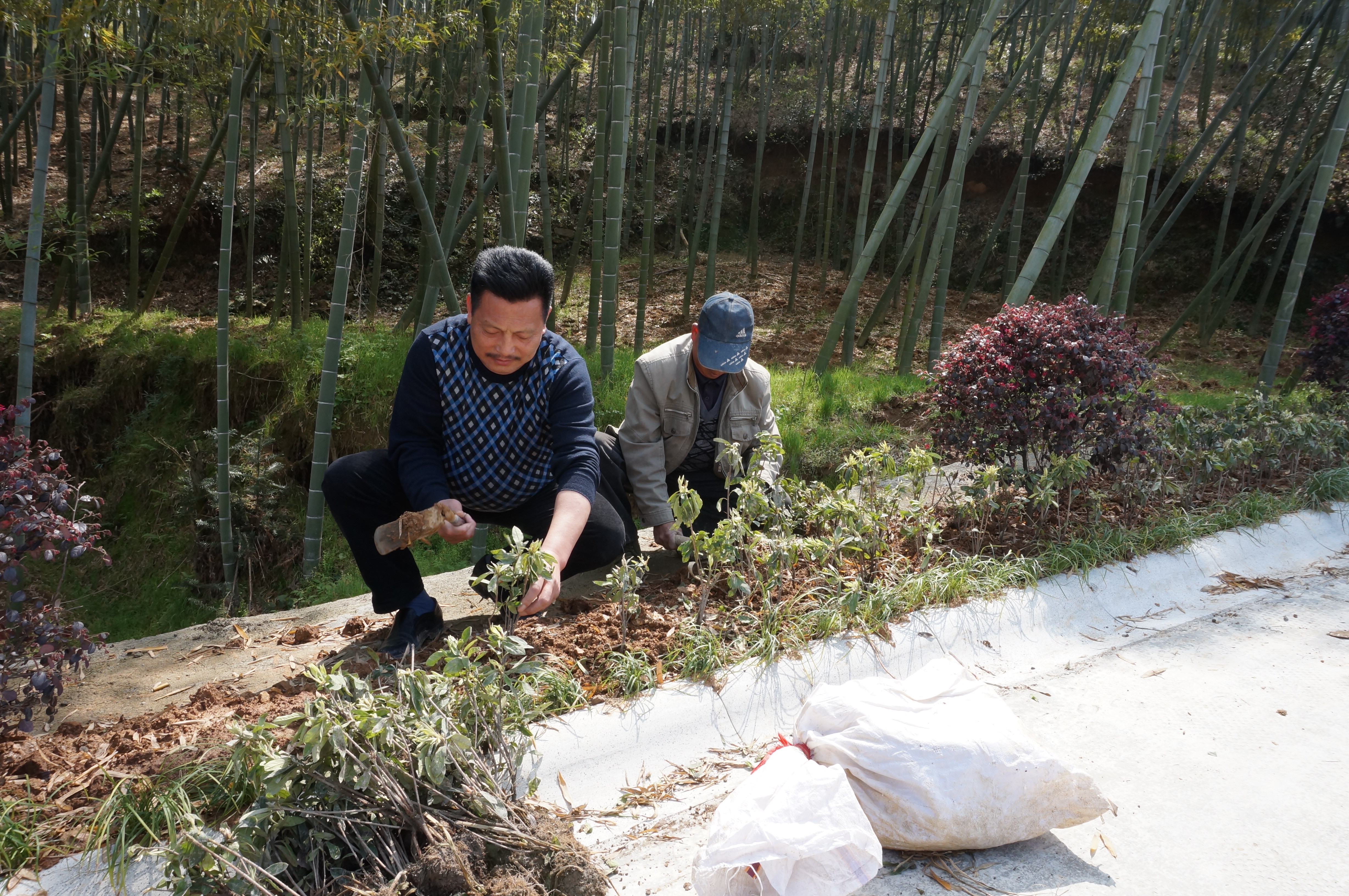 林順春同志綠化種植.JPG