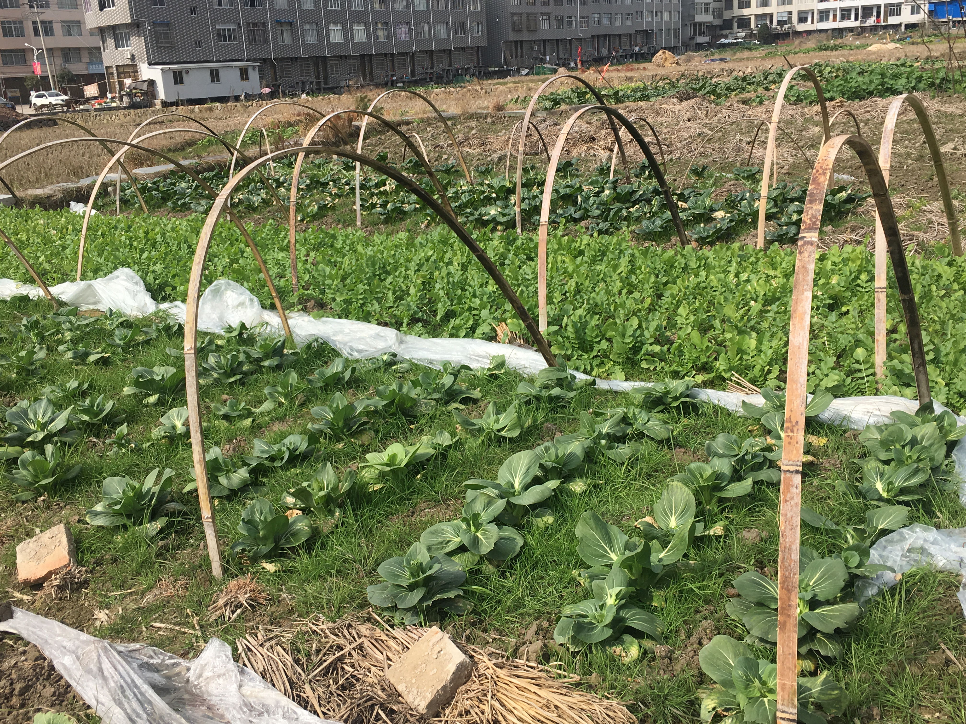 IMG_1114_看圖王.jpg