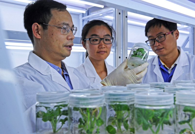 浙江美之奧種業(yè)有限公司生物育種專家巫水欽（左）和工作人員在選育擬向農(nóng)戶推廣的蔬菜新種苗（2016年10月23日攝）。
