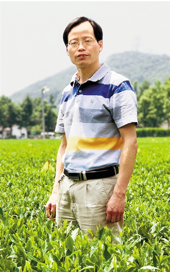 尹軍峰在中國農(nóng)科院茶葉研究所茶葉試驗基地的茶園里。.jpg
